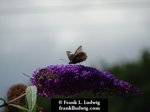 Rugged Butterfly